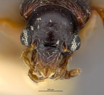 Media type: image;   Entomology 24070 Aspect: head frontal view